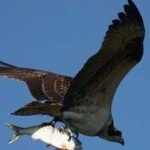 image of bird