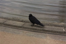 image of animal