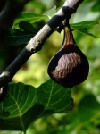 image of fig