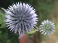 image of flower