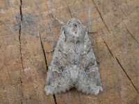 image of animal