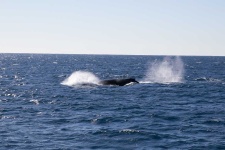image of animal