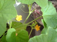 image of pot