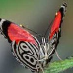 image of animal