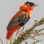 image of bird