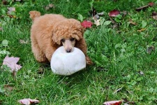 image of miniature_poodle #3