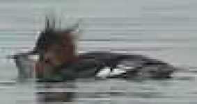 image of red_breasted_merganser