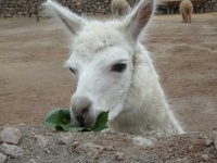 image of animal