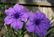 image of mexican_petunia #9