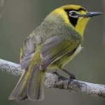 image of bird