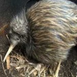 image of bird