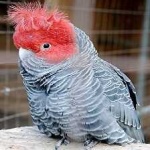 image of bird