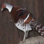 image of bird