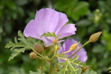 image of pelargonium #9