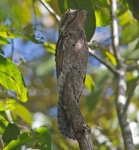 image of potoo