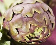 image of artichoke #8