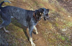 image of bluetick
