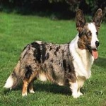 image of corgi #17