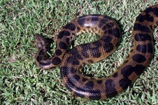 image of sidewinder