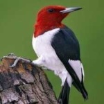 image of red_headed_woodpecker #34