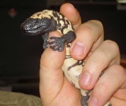 image of gila_monster