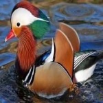 image of bird