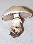 image of mushrooms
