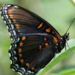 image of animal