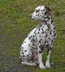 image of dalmatian