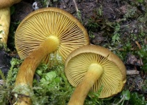 image of cortinarius #12