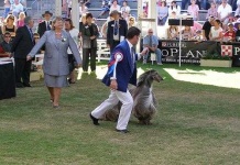 image of afghan_hound