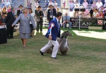 image of afghan_hound #8