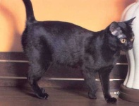 image of animal