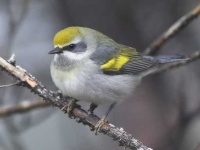 image of warbler