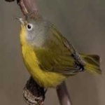 image of bird