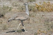 image of bustard #0