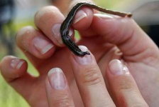 image of flatworm