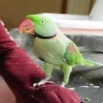 image of alexandrine_parakeet #31