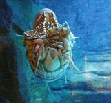 image of chambered_nautilus