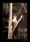 image of sloth_bear