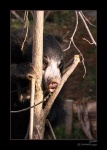 image of sloth_bear #29