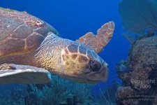 image of loggerhead