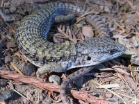 image of alligator_lizard