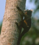 image of marmoset