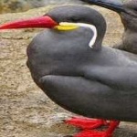 image of bird