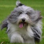image of animal