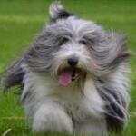 image of bearded_collie #11