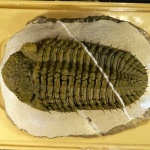 image of trilobite