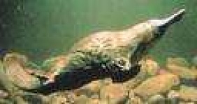 image of platypus