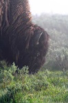 image of bison